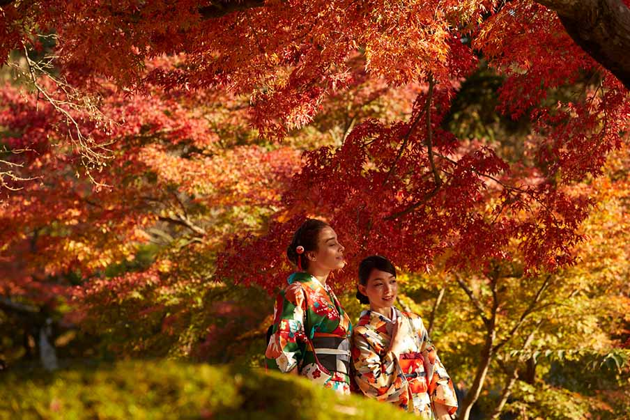 What is the significance of the maple tree in Japanese culture?