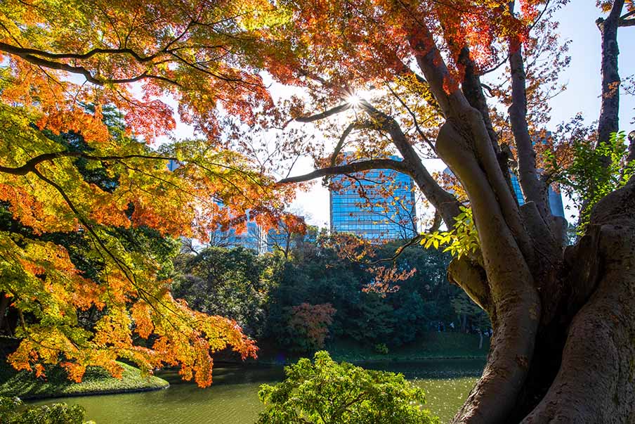 Koishikawa Korakuen Gardens – Visit a treasured ancient park