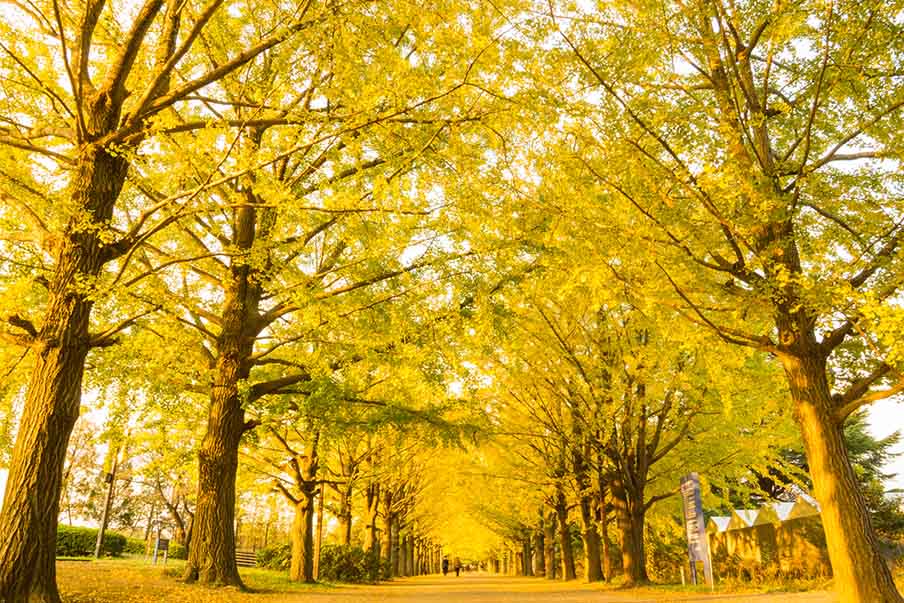 Showa Memorial Park – Wander a picturesque autumn landscape