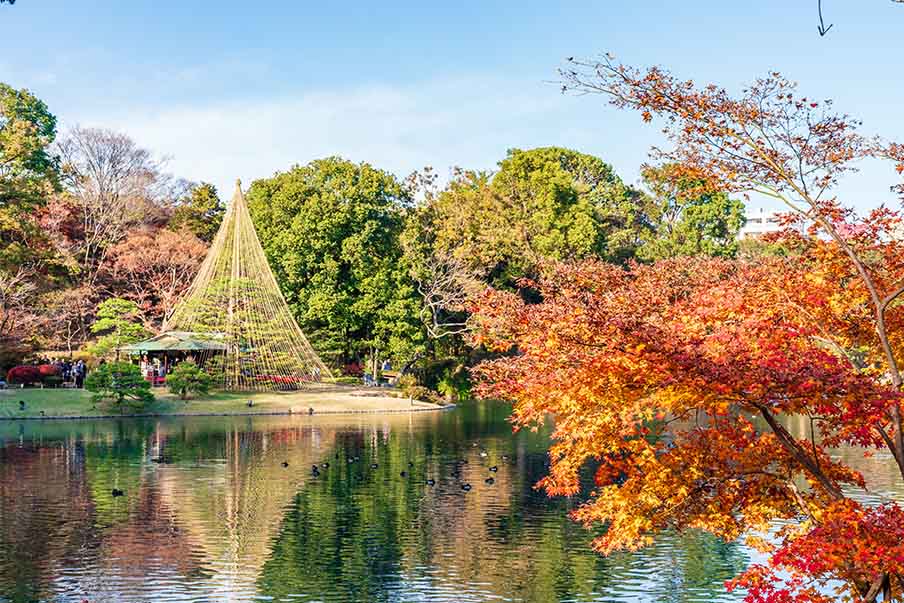 Rikugien Gardens – Hunt for maple leaves after dark