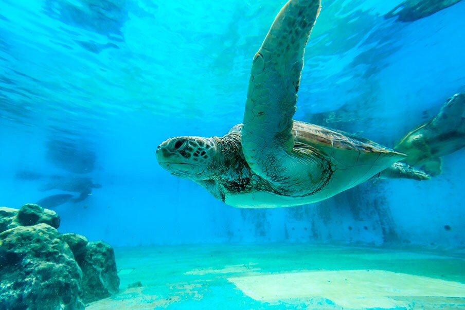 Learn about conservation and research