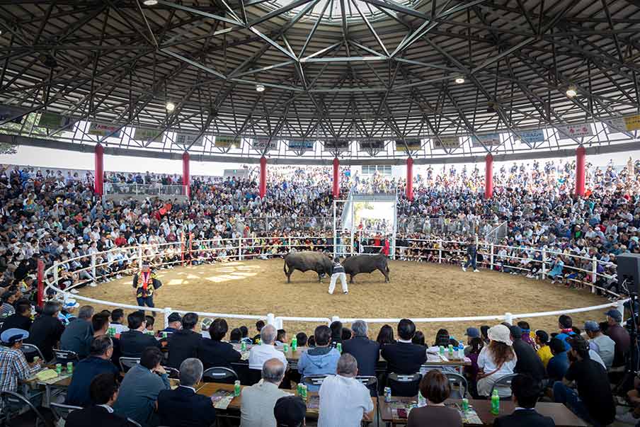 Tokunoshima Island: Bull sumo and The Bullfighting Experience