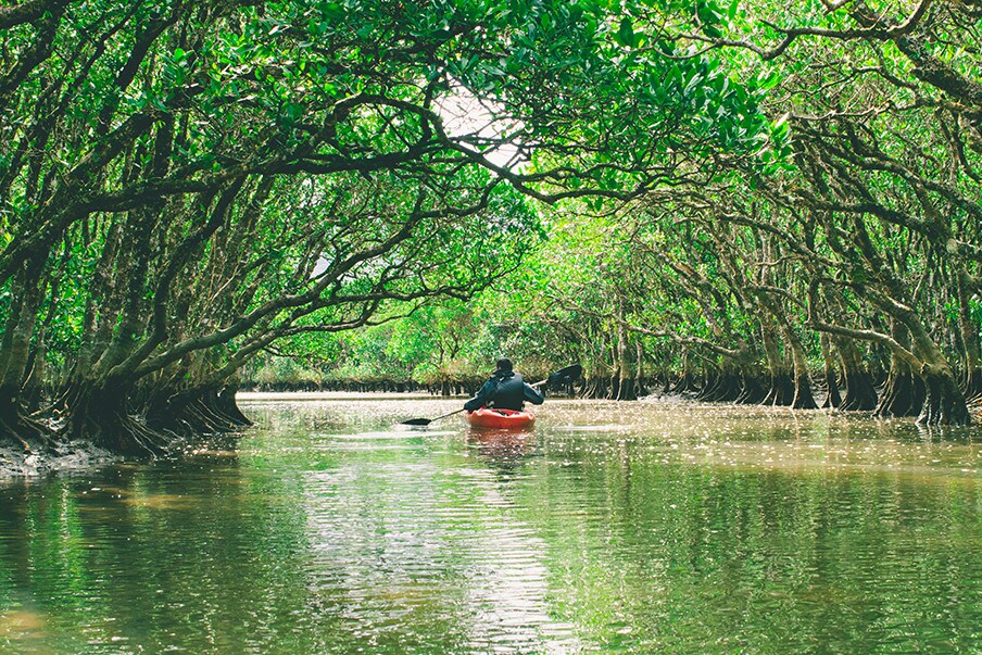 Sortie en kayak à travers le méandre des rivières de la forêt de mangrove