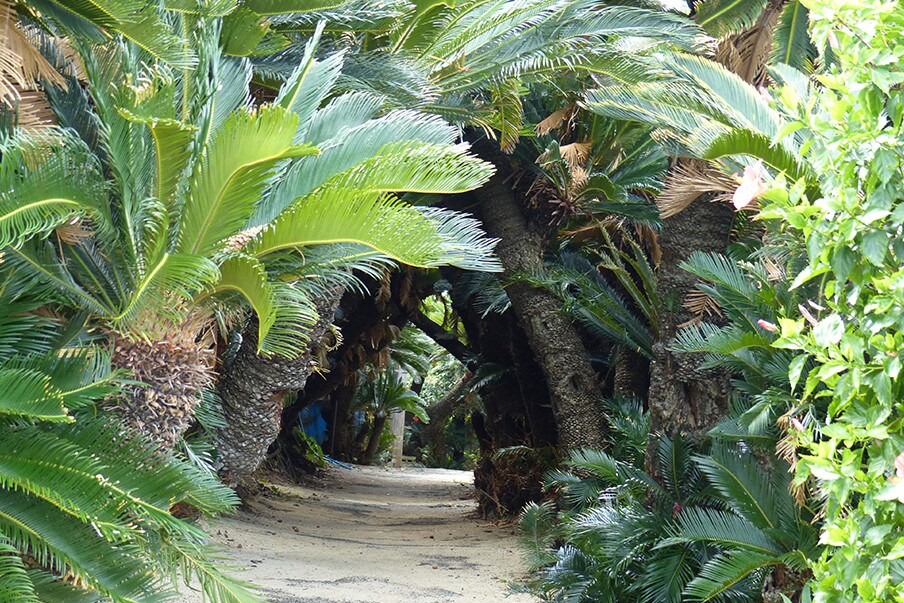 Le tunnel des palmiers sagoutiers de Kanamisaki