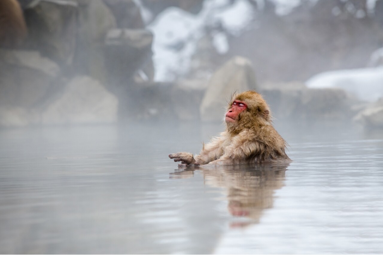 Meet Jigokudani Monkey Park’s unique troop