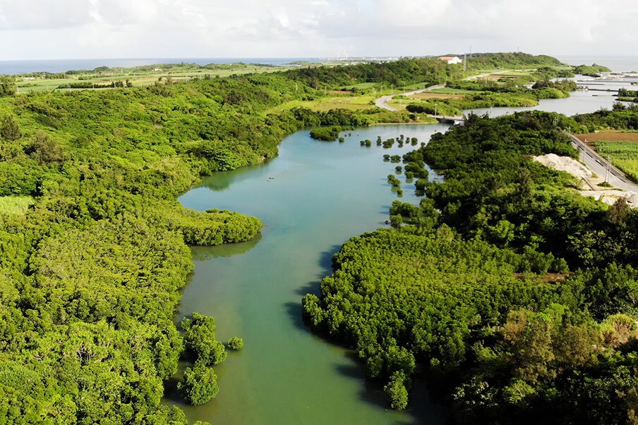 Mangrove de Shimajiri