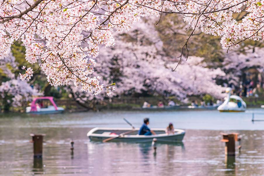 Parc Inokashira - Découvrez un havre de paix de sakura