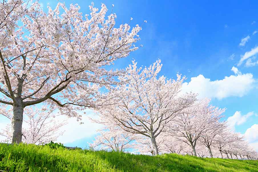 Visiter le Japon pendant la saison des cerisiers en fleur