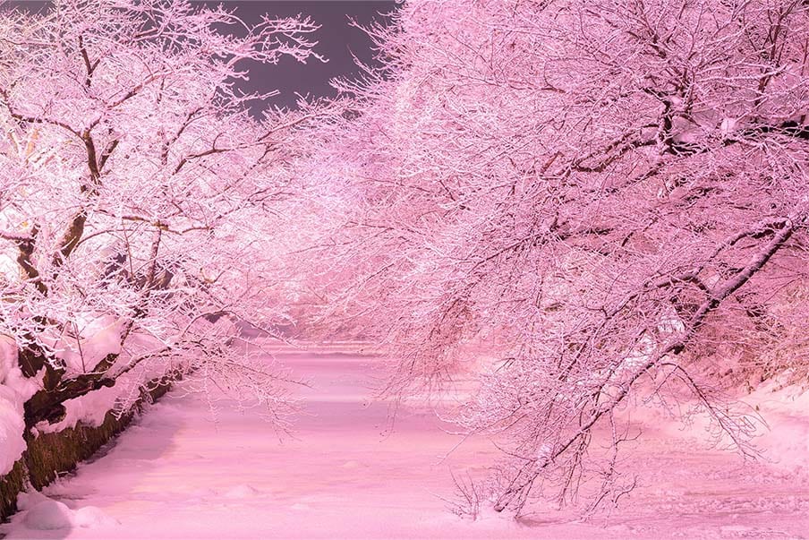 Explore Hirosaki City against the backdrop of beautiful cherry blossoms