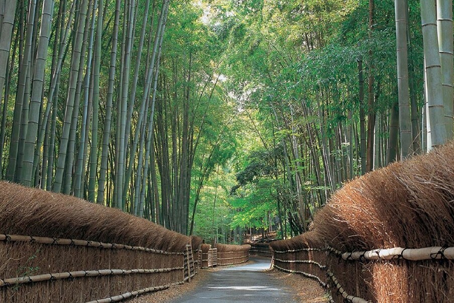 Bamboo forest in Muko City