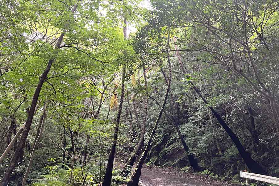 Take a guided adventure through Yanbaru’s unique forest