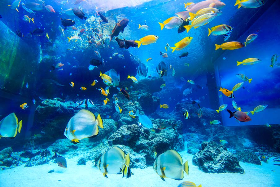 Discover underwater wonders at Okinawa Churaumi Aquarium