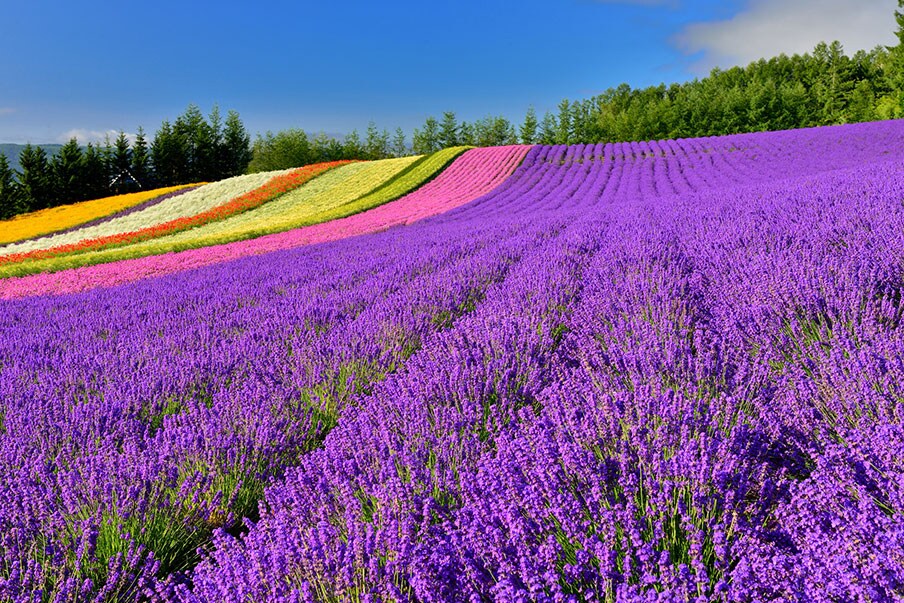 Flower Fields: Kamifurano