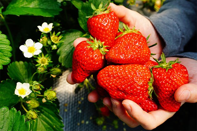 超越苗場滑雪場