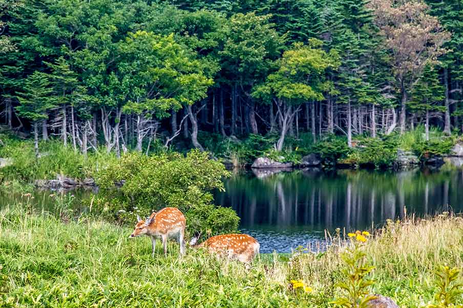 Explore Shiretoko’s Dramatic Drift Ice and Abundant Ecosystem