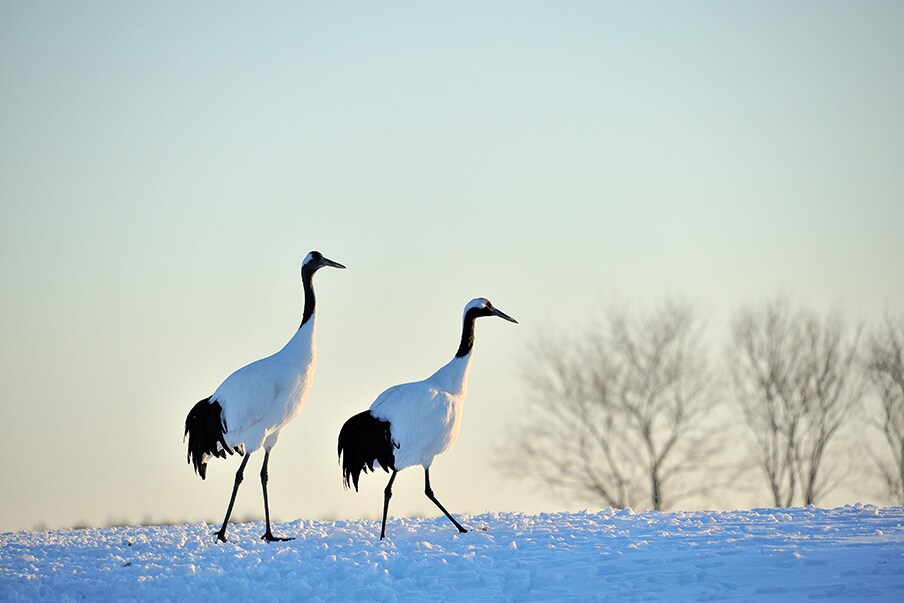 Winter canoeing through a wild bird paradise on the Bibi River