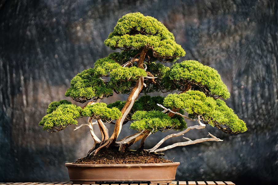 Bonsai at Takumikumo