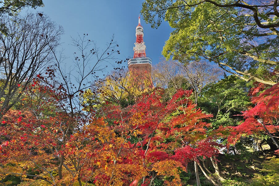 Momiji-dani—Lembah Daun Musim Gugur buatan manusia