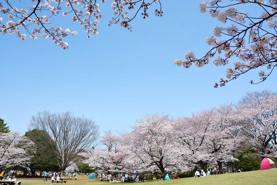 Makanan, minuman, dan kegembiraan: tradisi dan acara festival bunga sakura