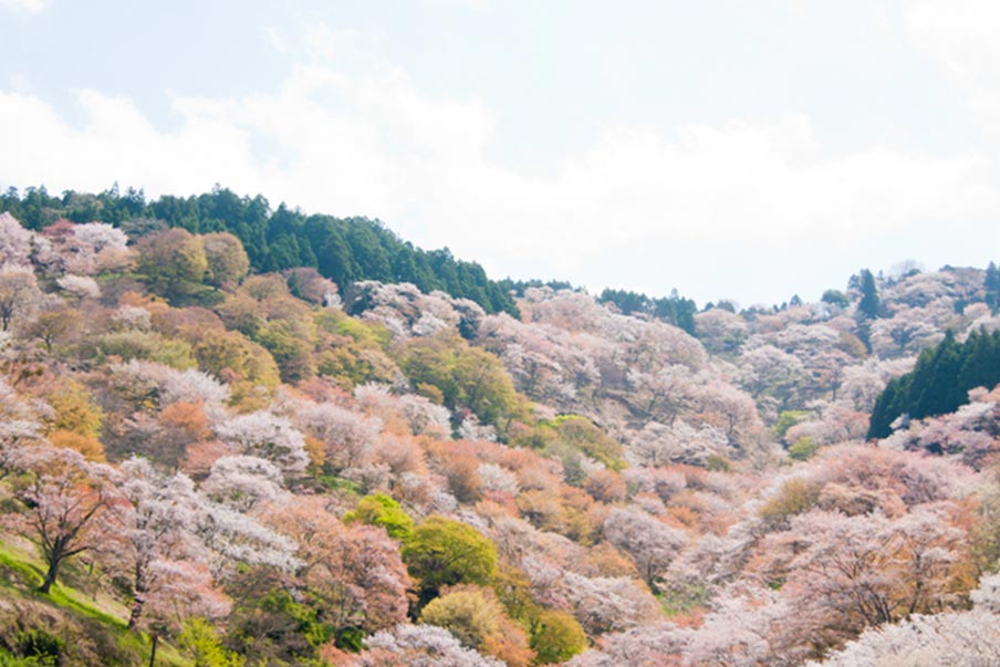 Nikmati keindahan alam di Festival Bunga Sakura Gunung Yoshino