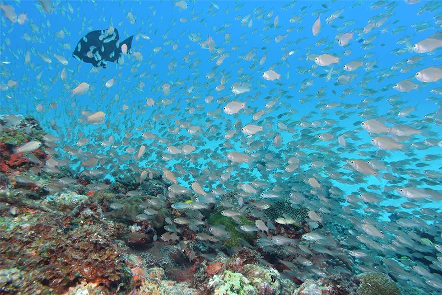 Spot 1: Kepulauan Amami—spot untuk menikmati pemandangan pulau karang yang menawan