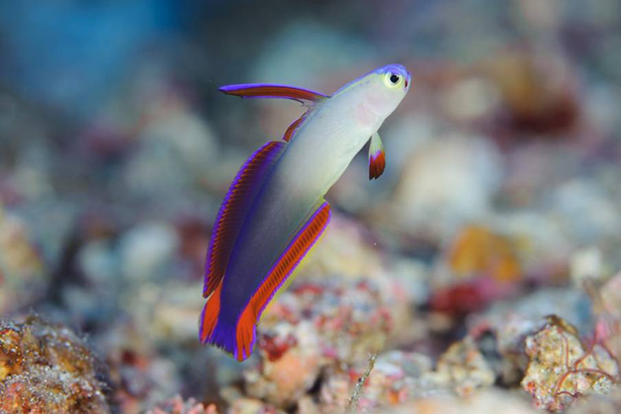 Jelajahi surga bawah air Amami dan Yakushima