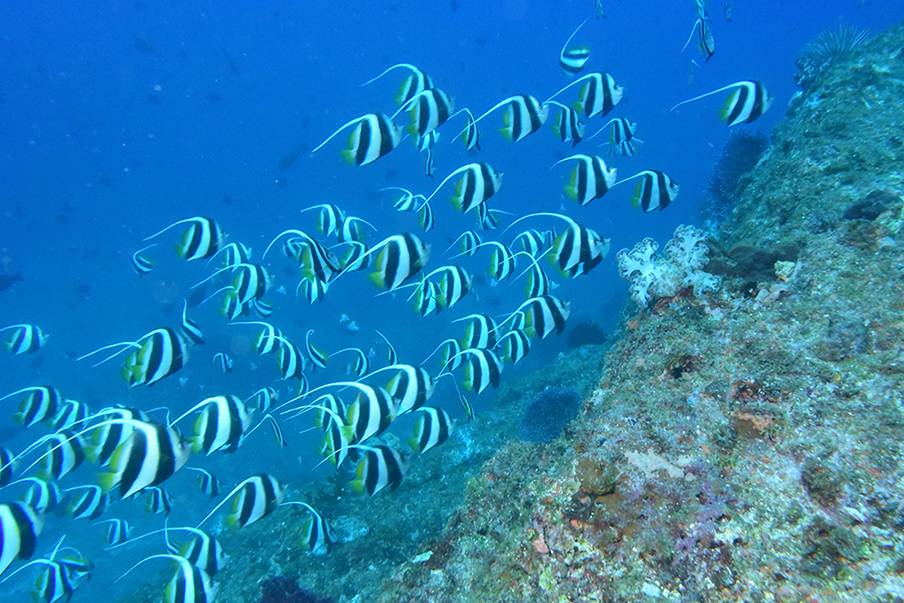 Jelajahi pemandangan dan kehidupan bawah laut yang menawan di Kepulauan Amami
