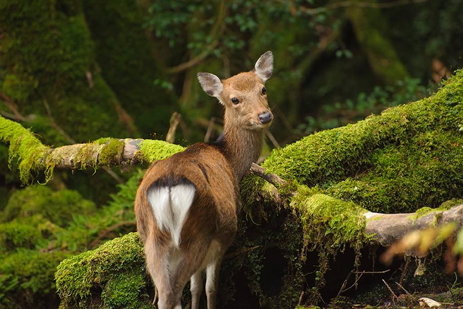 Jumpai beragam biota dan pemandangan alam yang memesona