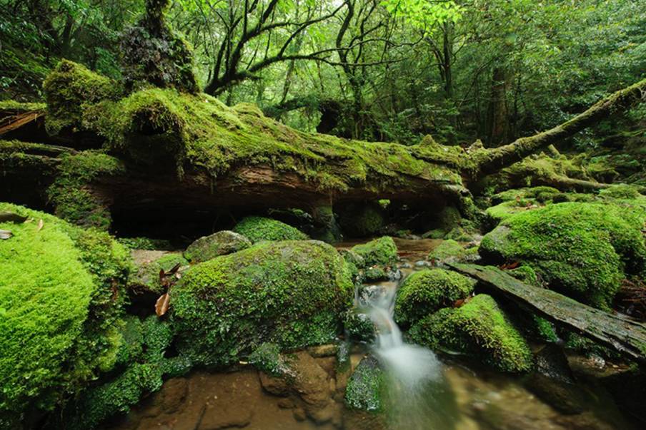 Spot 2: Yakushima—spot untuk menikmati dunia bawah laut serta beragam satwa lautnya