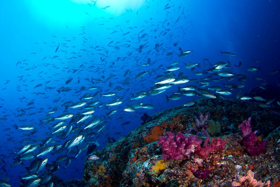 Hiu dan hewan lain yang akan Anda temui saat menyelam di pulau Mikomoto