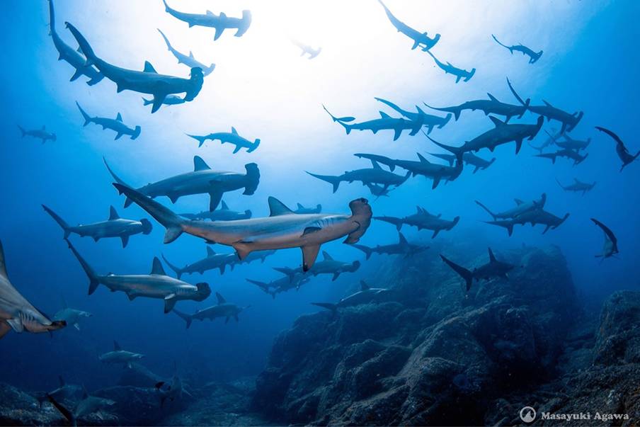 Lokasi menyelam bersama hiu martil terbaik di Jepang
