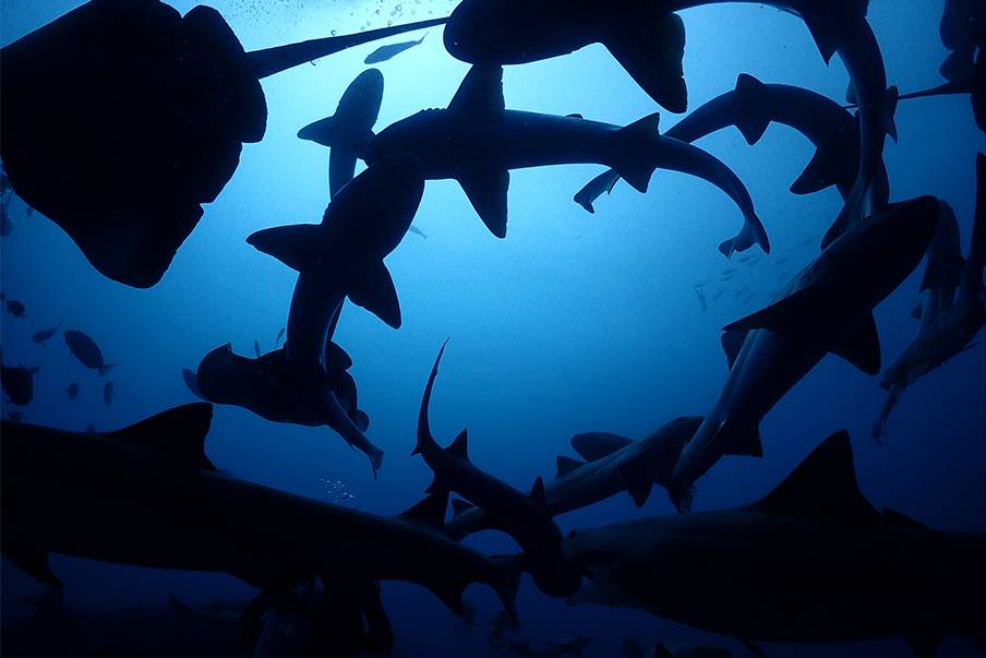 Berbagai biota laut bawah air untuk diungkap di Chiba Ito