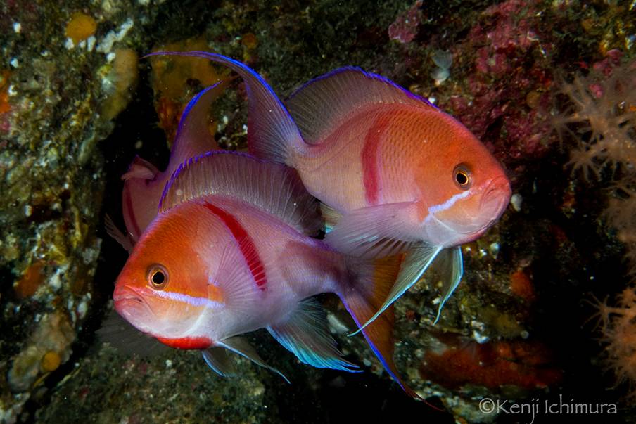 Hewan yang dapat Anda temukan saat menyelam di sekitar Osezaki