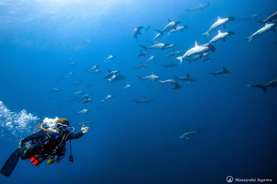 Penyelaman melayang bersama hiu martil di Mikomoto