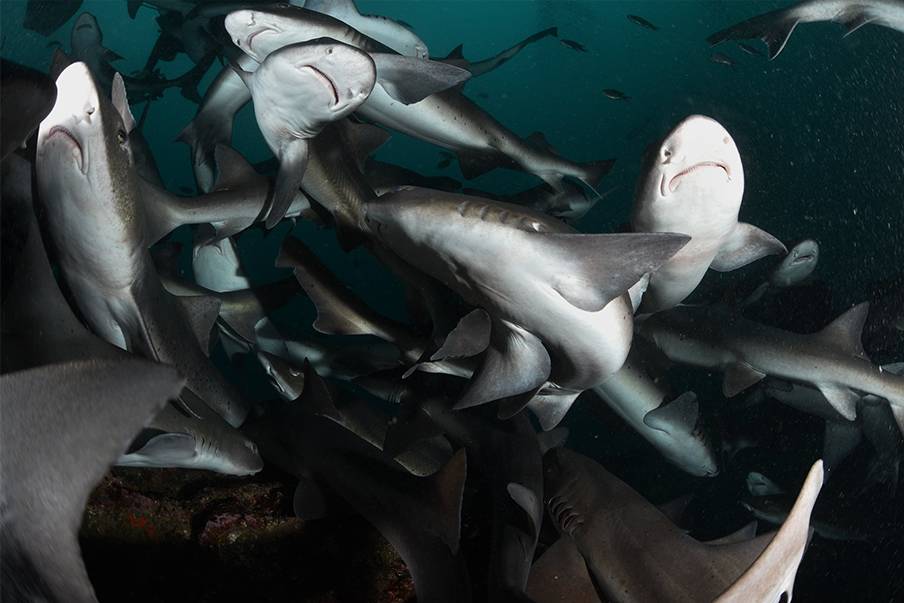 Nikmati pengalaman "menyelam dikerumuni hiu" yang terkenal