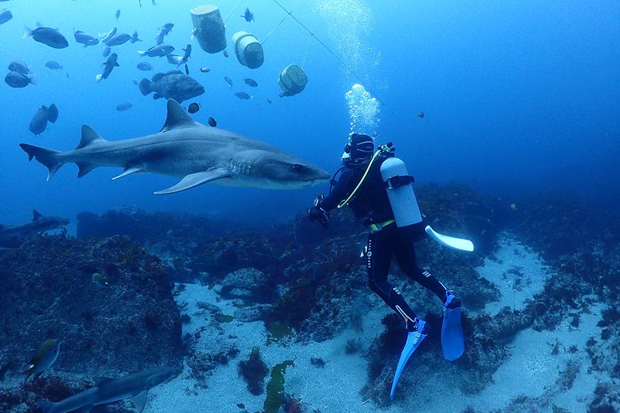 Pengalaman Wisata Unik Menyelam bersama Hiu dari Tokyo