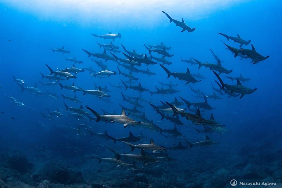 Dari pemandangan kota hingga laut dengan JAL vacation