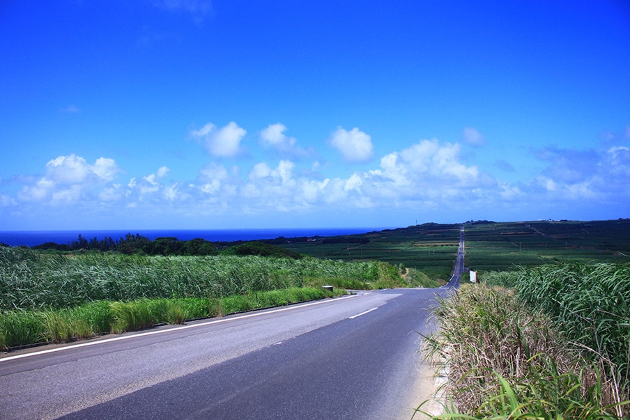 Sugar Cane Fields