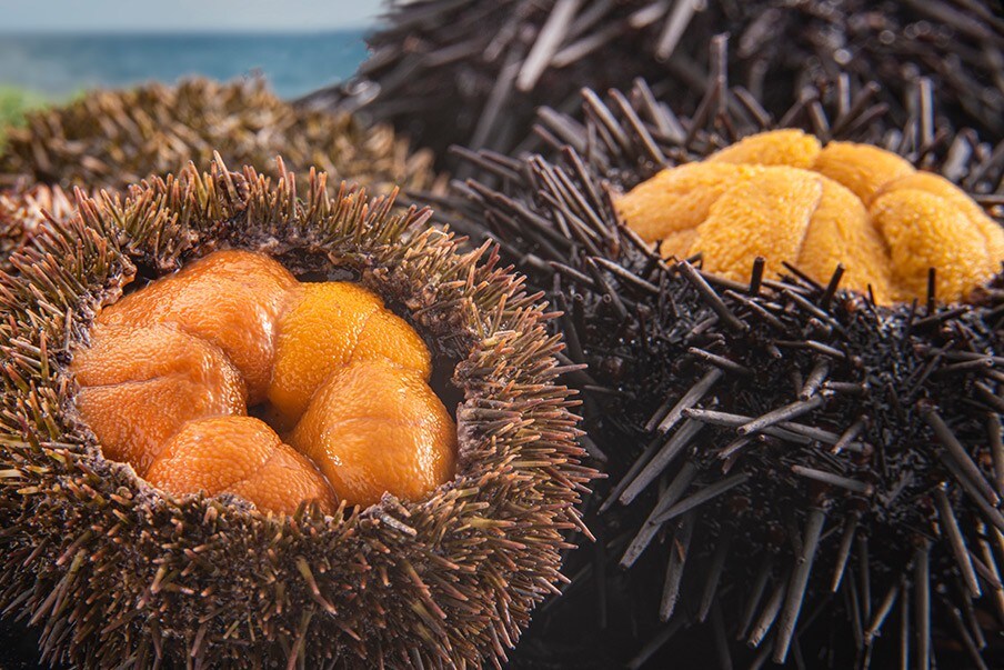 Fresh sea urchins