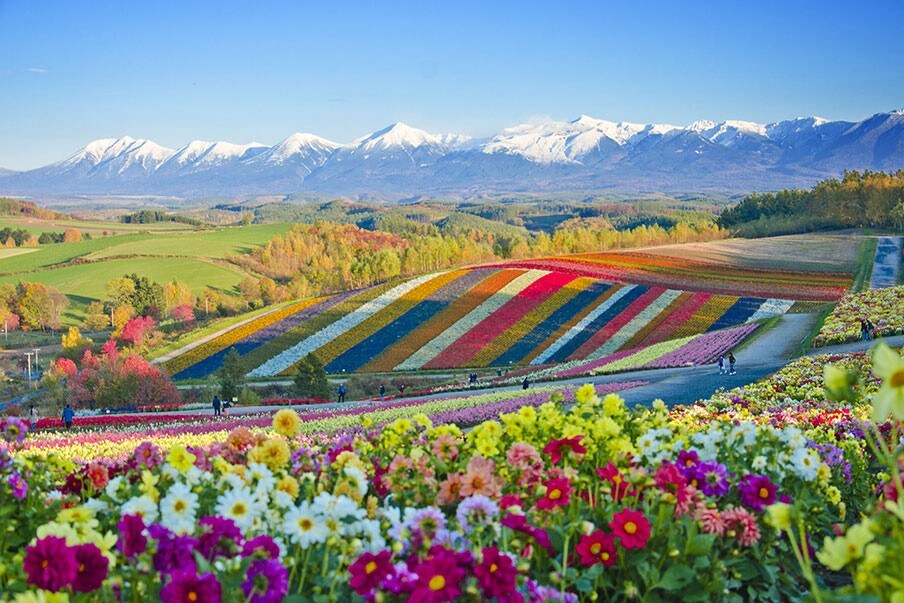 Flowering fields at Shikisai-no-Oka