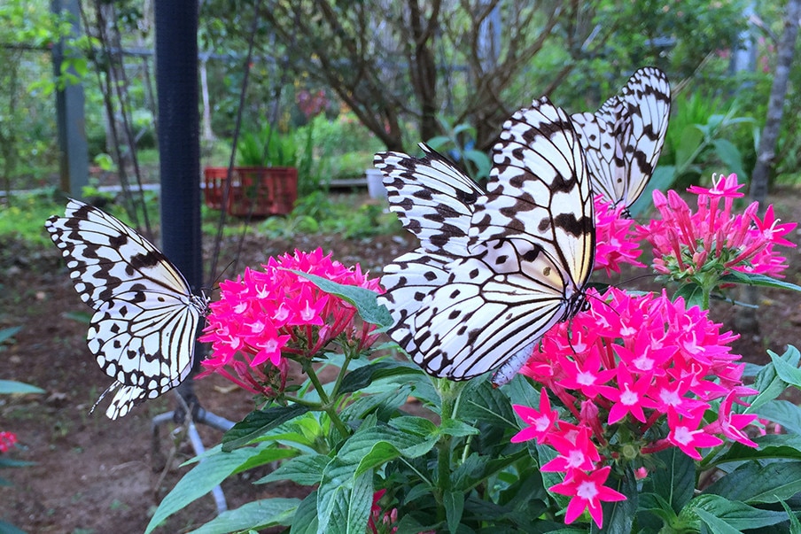 Butterfly paradise