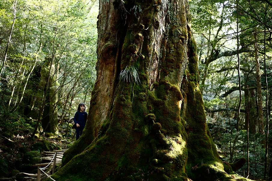 Explore Shiratani Unsuikyo and Taiko-iwa in the mist