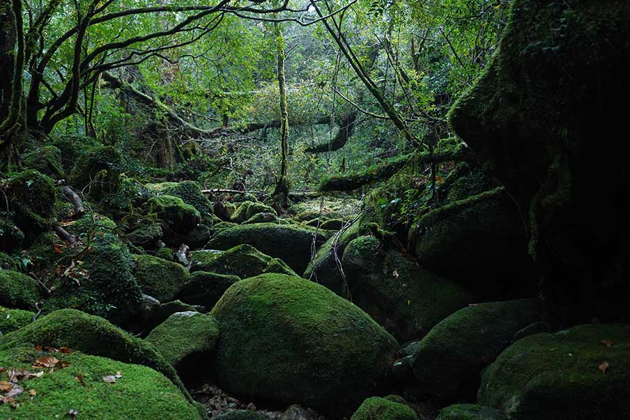 Take a photo trek deep into Shiratani Unsuikyo