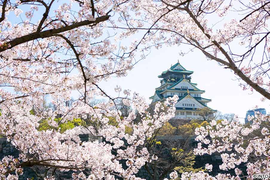 Encounter thousands of blooming cherry trees and the Osaka Castle Park Cherry Blossom Festival