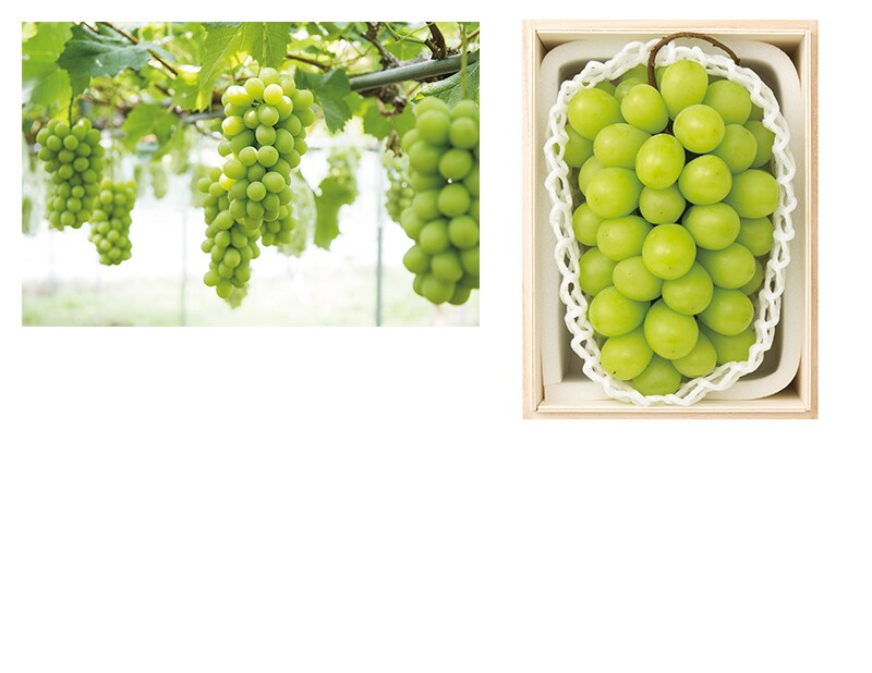 〔山形の極み〕山形県上山市産 シャインマスカットの拡大画像