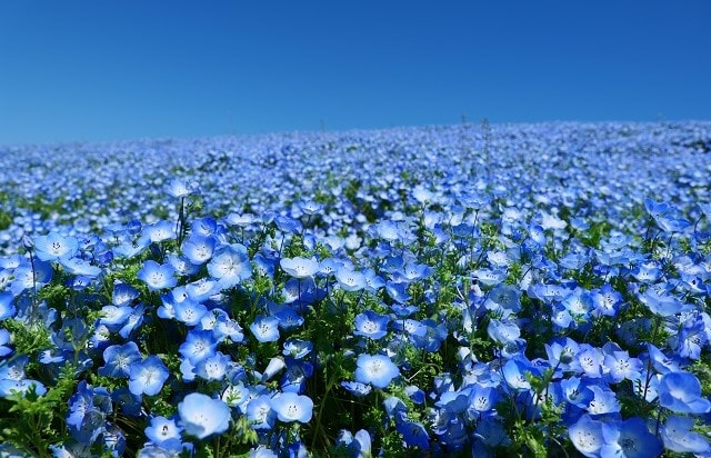 茨城県 | 国営ひたち海浜公園