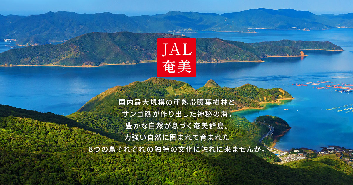 亜熱帯の樹木　ハリツルマサキ　奄美大島産　② 亜熱帯の樹木 ハリツルマサキ 奄美大島産 ② 室戸岬亜熱帯性樹林