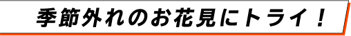 季節外れのお花見にトライ！