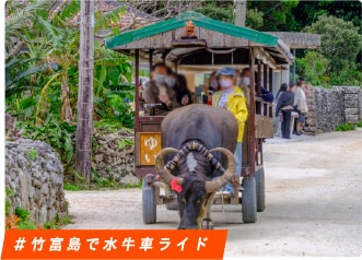 ＃竹富島で水牛車ライド