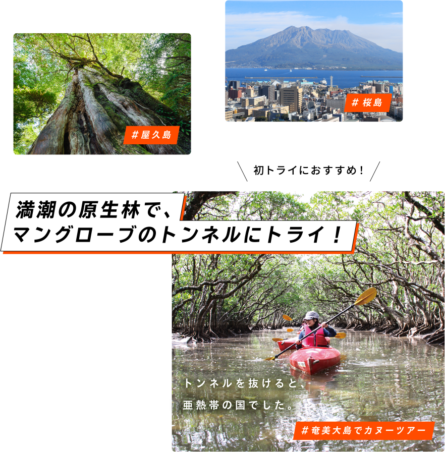 初トライにおすすめ！ #奄美大島でカヌーツアー 満潮の原生林で、マングローブのトンネルにトライ！ トンネルを抜けると、亜熱帯の国でした。 #屋久島 #桜島